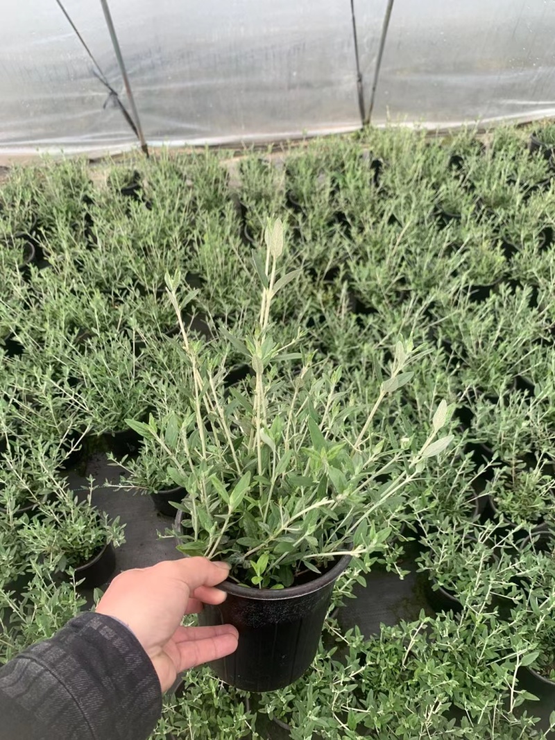 水果篮基地，杯苗地苗，色泽鲜艳，植株健壮，各种规格齐全
