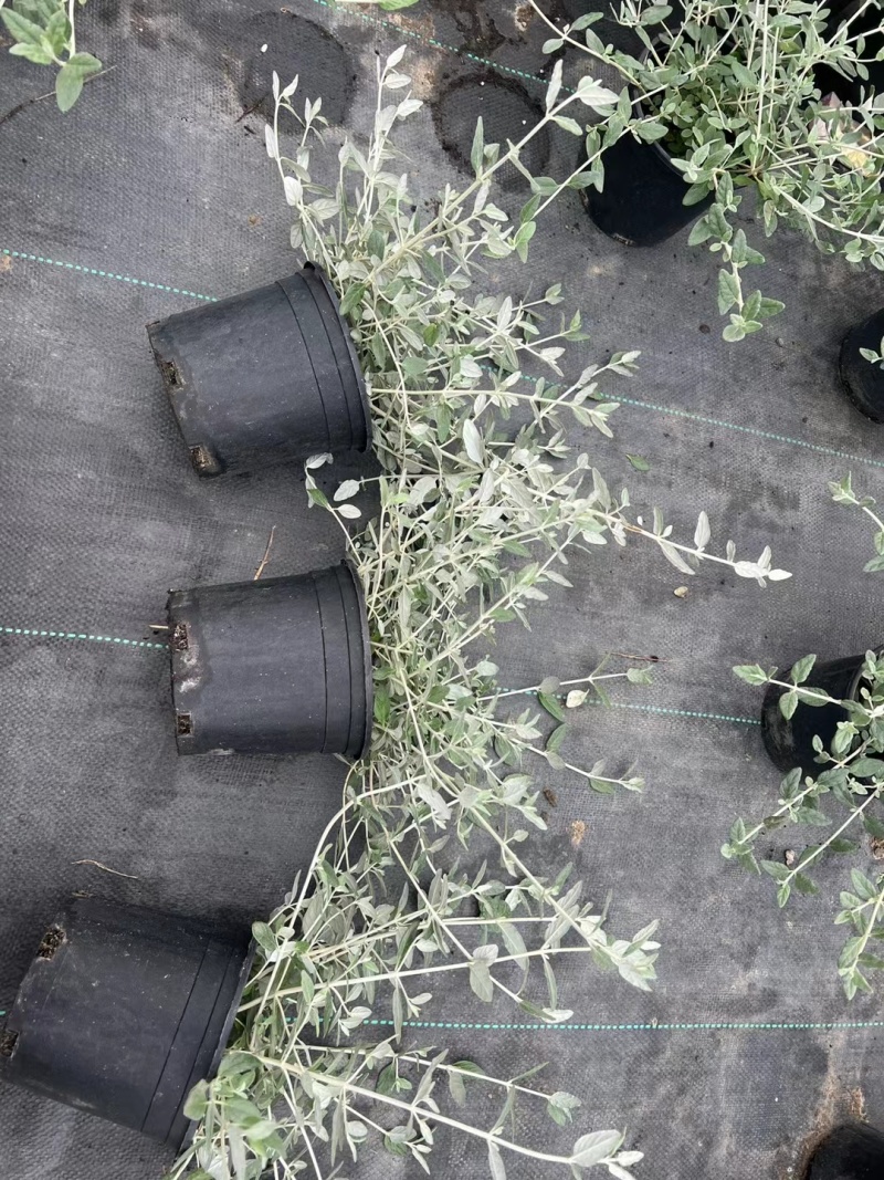 水果篮基地，杯苗地苗，色泽鲜艳，植株健壮，各种规格齐全