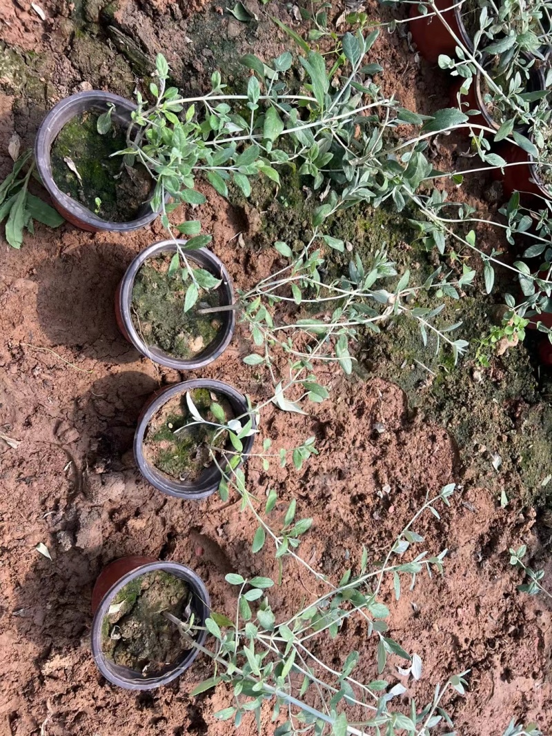 水果篮基地，杯苗地苗，色泽鲜艳，植株健壮，各种规格齐全