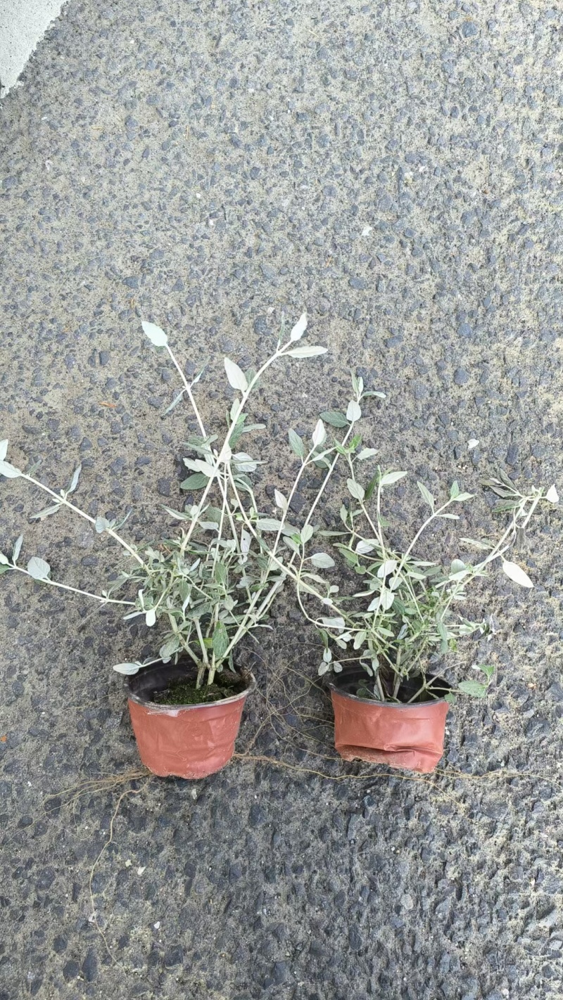 水果篮基地，杯苗地苗，色泽鲜艳，植株健壮，各种规格齐全