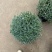 水果篮基地，杯苗地苗，色泽鲜艳，植株健壮，各种规格齐全