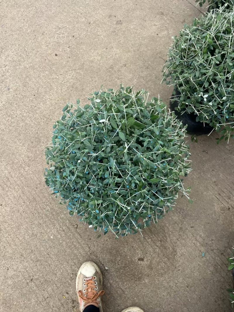 水果篮基地，杯苗地苗，色泽鲜艳，植株健壮，各种规格齐全