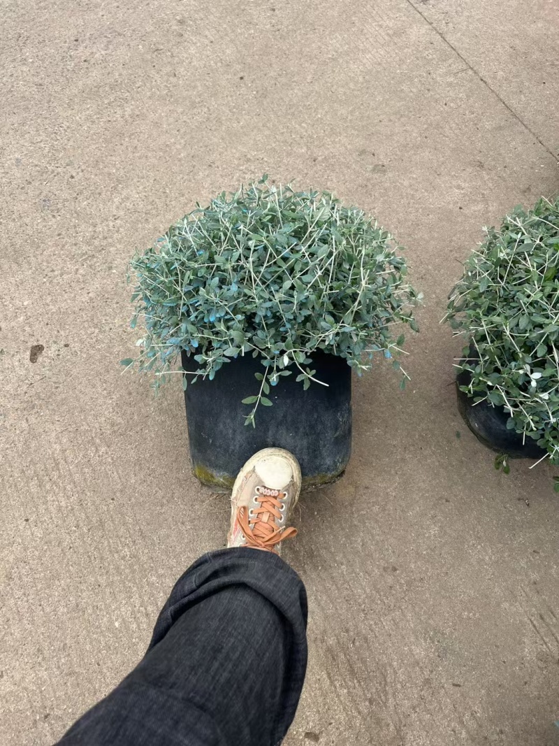 水果篮基地，杯苗地苗，色泽鲜艳，植株健壮，各种规格齐全