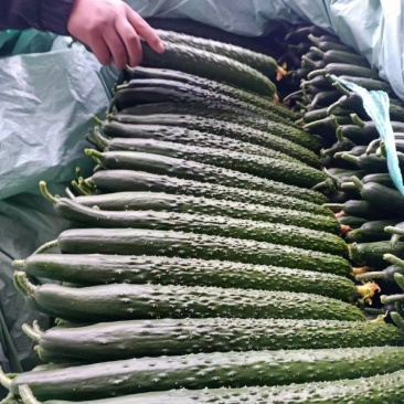 山东沂南精品亮条黄瓜大型超市对接量大供应