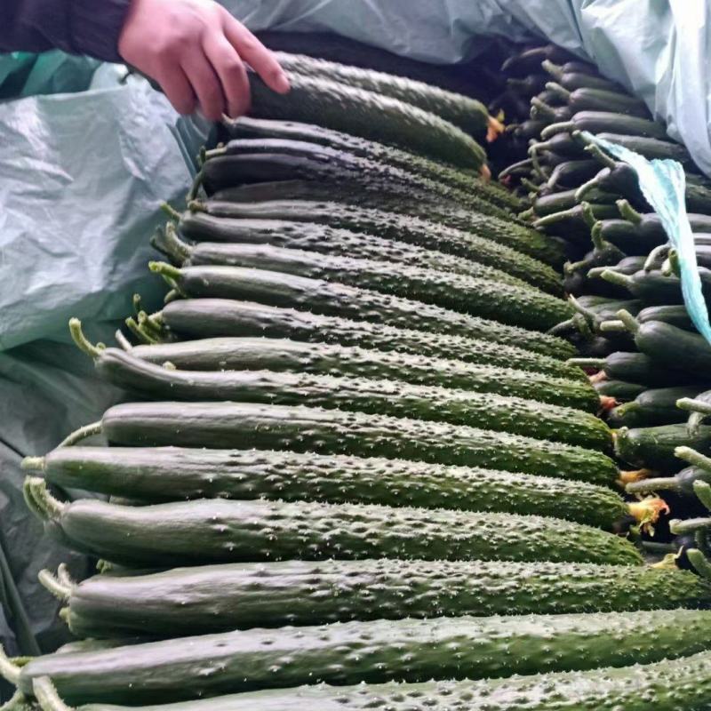 山东沂南精品亮条黄瓜大型超市对接量大供应