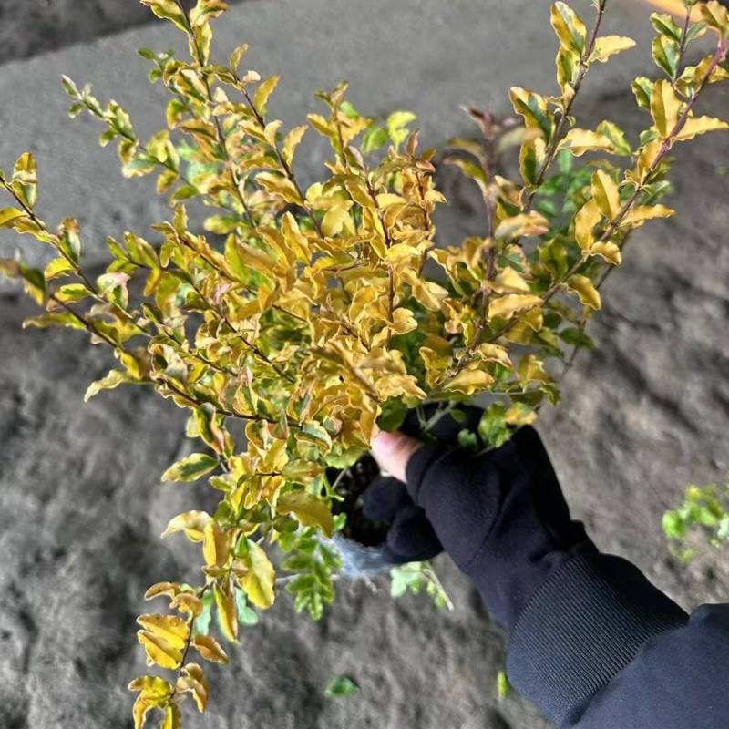 亮晶女贞基地，杯苗地苗，色泽鲜艳，植株健壮，各种规格齐全