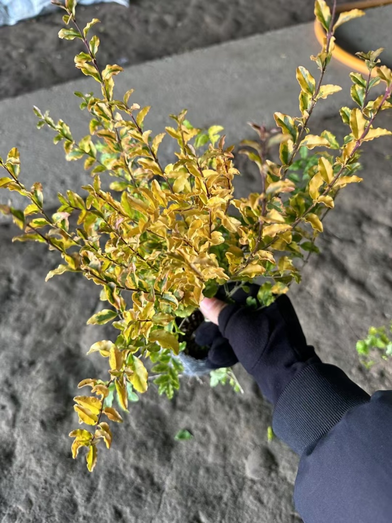 亮晶女贞基地，杯苗地苗，色泽鲜艳，植株健壮，各种规格齐全