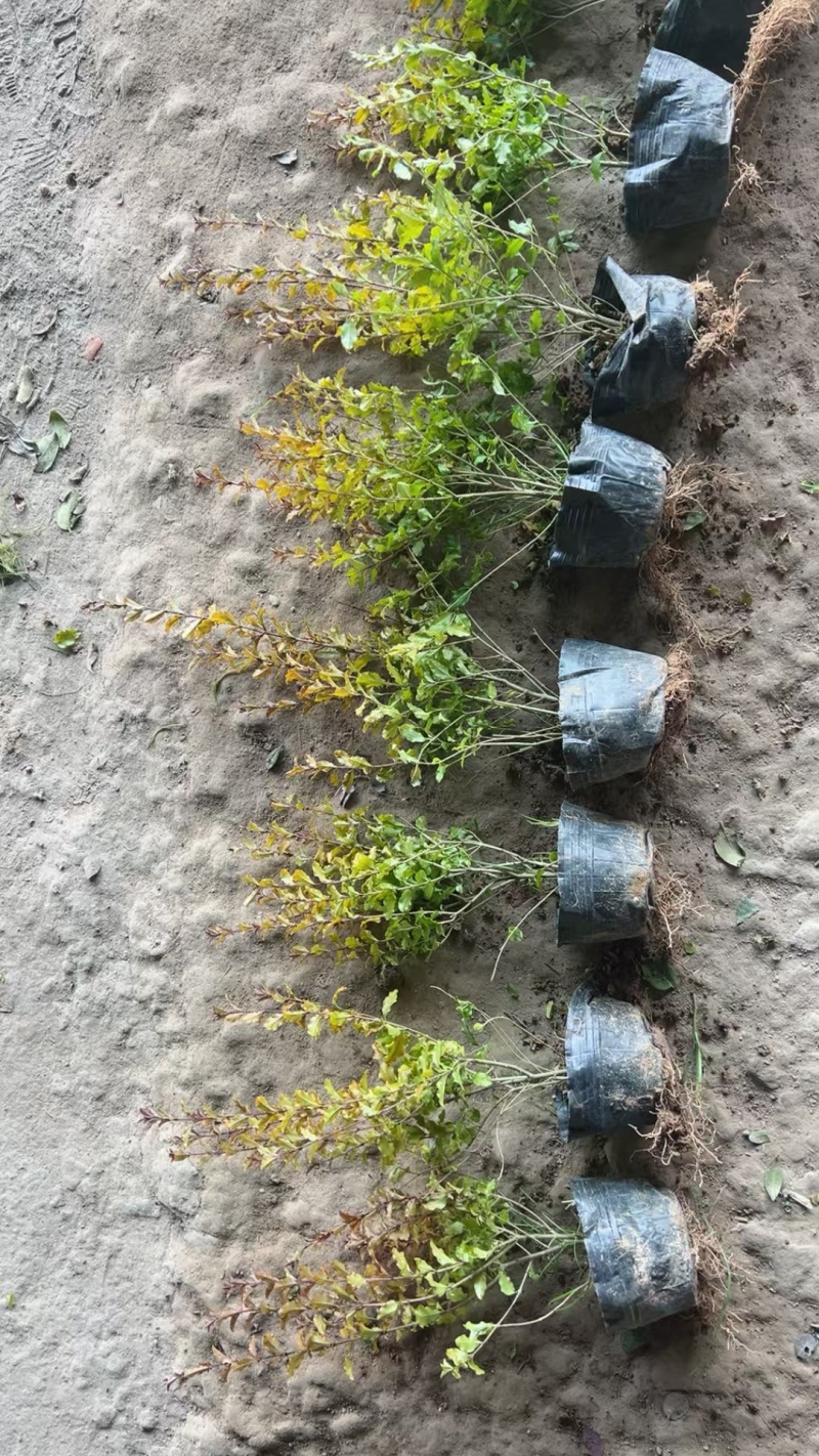 亮晶女贞基地，杯苗地苗，色泽鲜艳，植株健壮，各种规格齐全