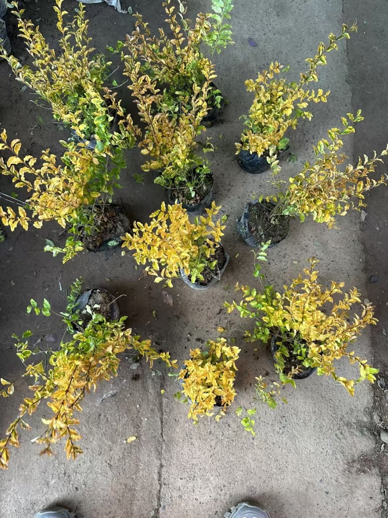 亮晶女贞基地，杯苗地苗，色泽鲜艳，植株健壮，各种规格齐全