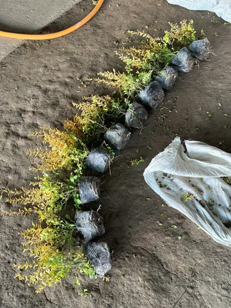 亮晶女贞基地，杯苗地苗，色泽鲜艳，植株健壮，各种规格齐全