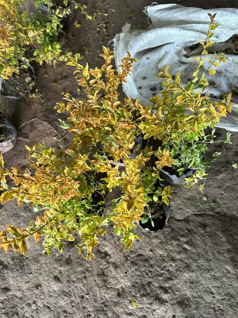 亮晶女贞基地，杯苗地苗，色泽鲜艳，植株健壮，各种规格齐全