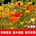 花菱草