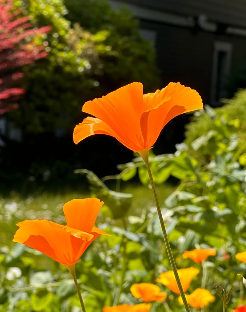 花菱草