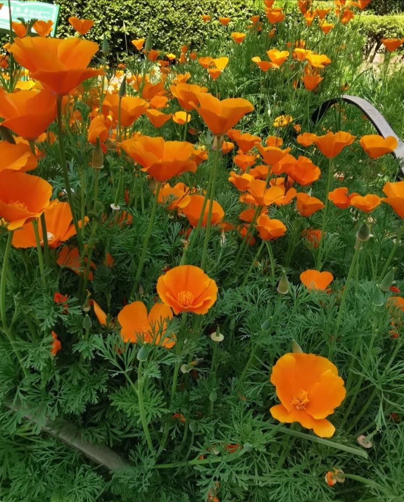花菱草