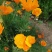 花菱草