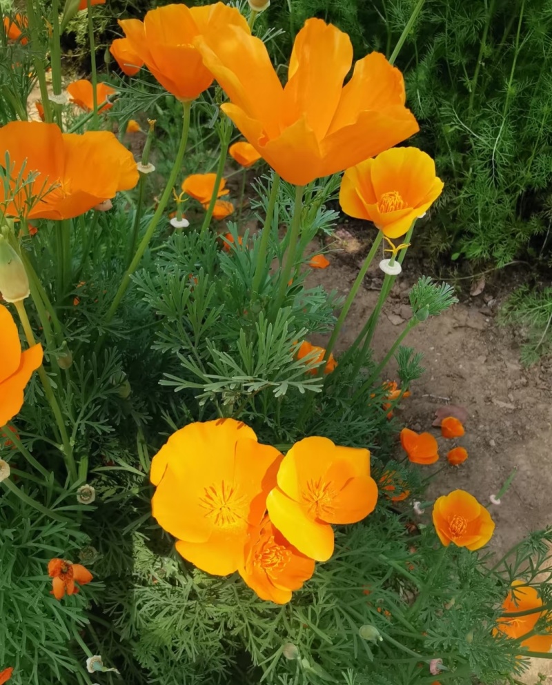 花菱草