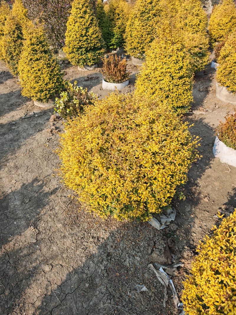 亮晶女贞基地，杯苗地苗，色泽鲜艳，植株健壮，各种规格齐全