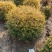 亮晶女贞基地，杯苗地苗，色泽鲜艳，植株健壮，各种规格齐全
