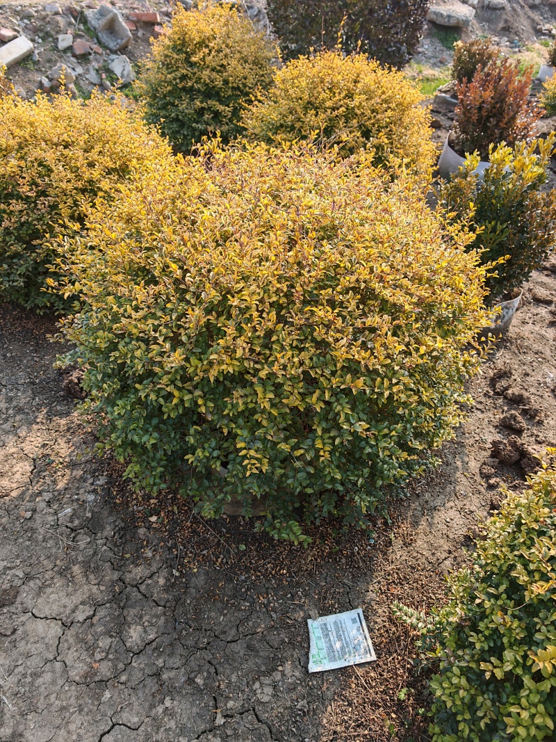 亮晶女贞基地，杯苗地苗，色泽鲜艳，植株健壮，各种规格齐全