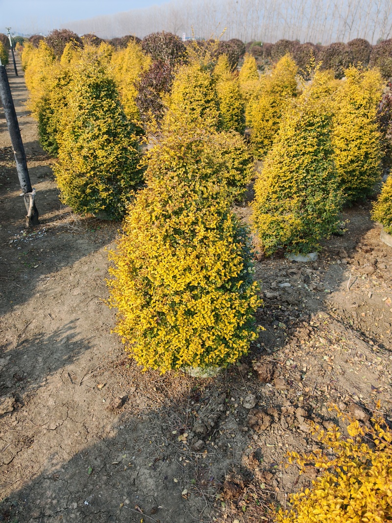 亮晶女贞基地，杯苗地苗，色泽鲜艳，植株健壮，各种规格齐全