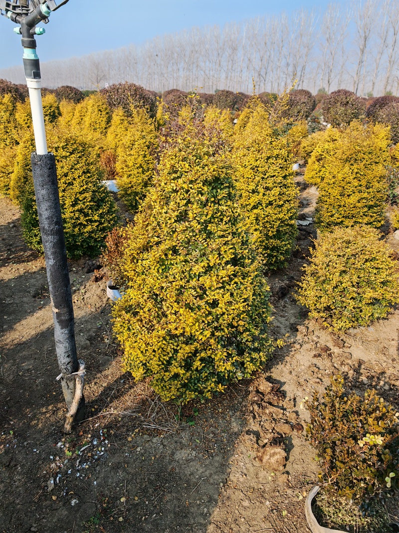 亮晶女贞基地，杯苗地苗，色泽鲜艳，植株健壮，各种规格齐全