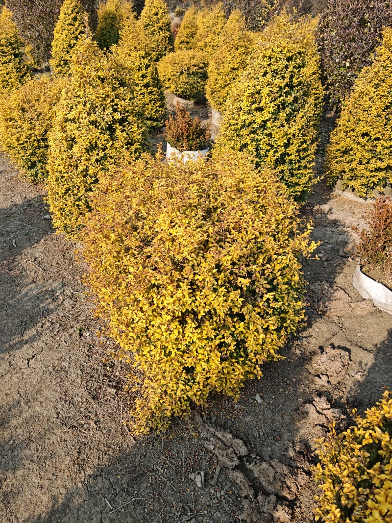 亮晶女贞基地，杯苗地苗，色泽鲜艳，植株健壮，各种规格齐全