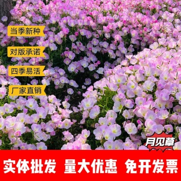 月见草厂家货源批发价格全国发货价格便宜欢迎下单咨询