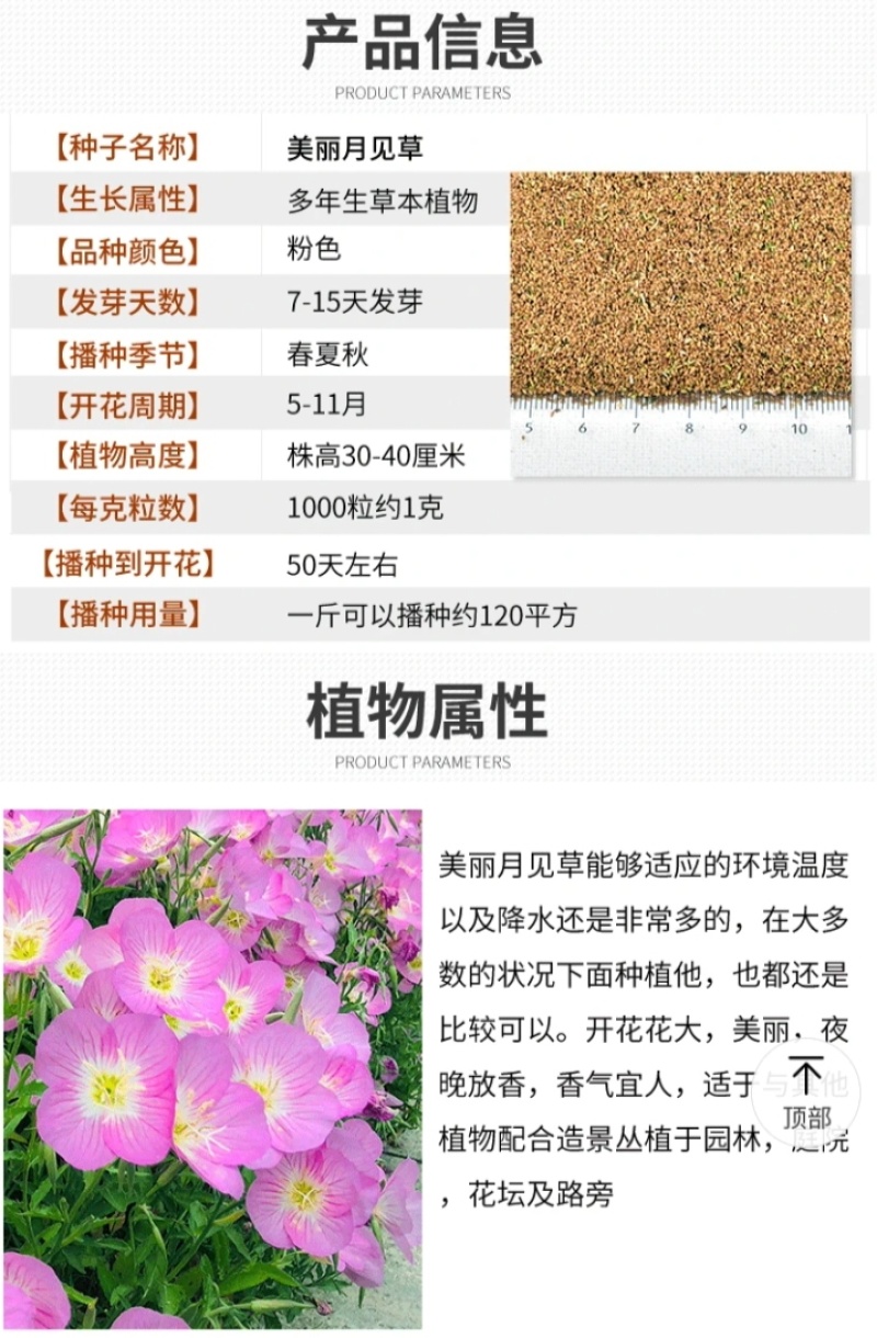 月见草厂家货源批发价格全国发货价格便宜欢迎下单咨询
