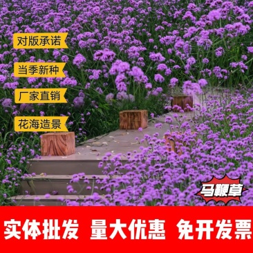 马鞭草