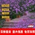 马鞭草
