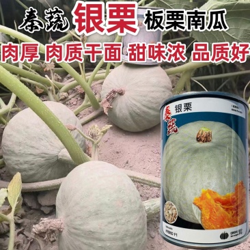 秦蔬银栗南瓜种子板栗南瓜种籽香甜干面肉厚杂交银灰色南瓜