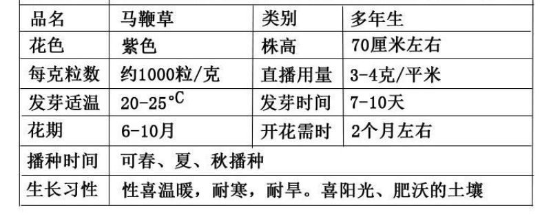 马鞭草