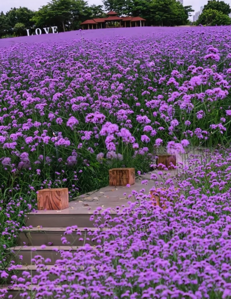 马鞭草