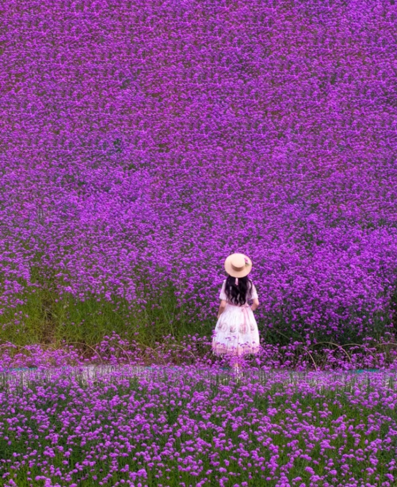 马鞭草