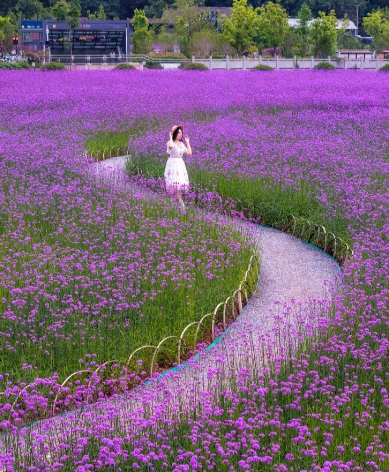 马鞭草