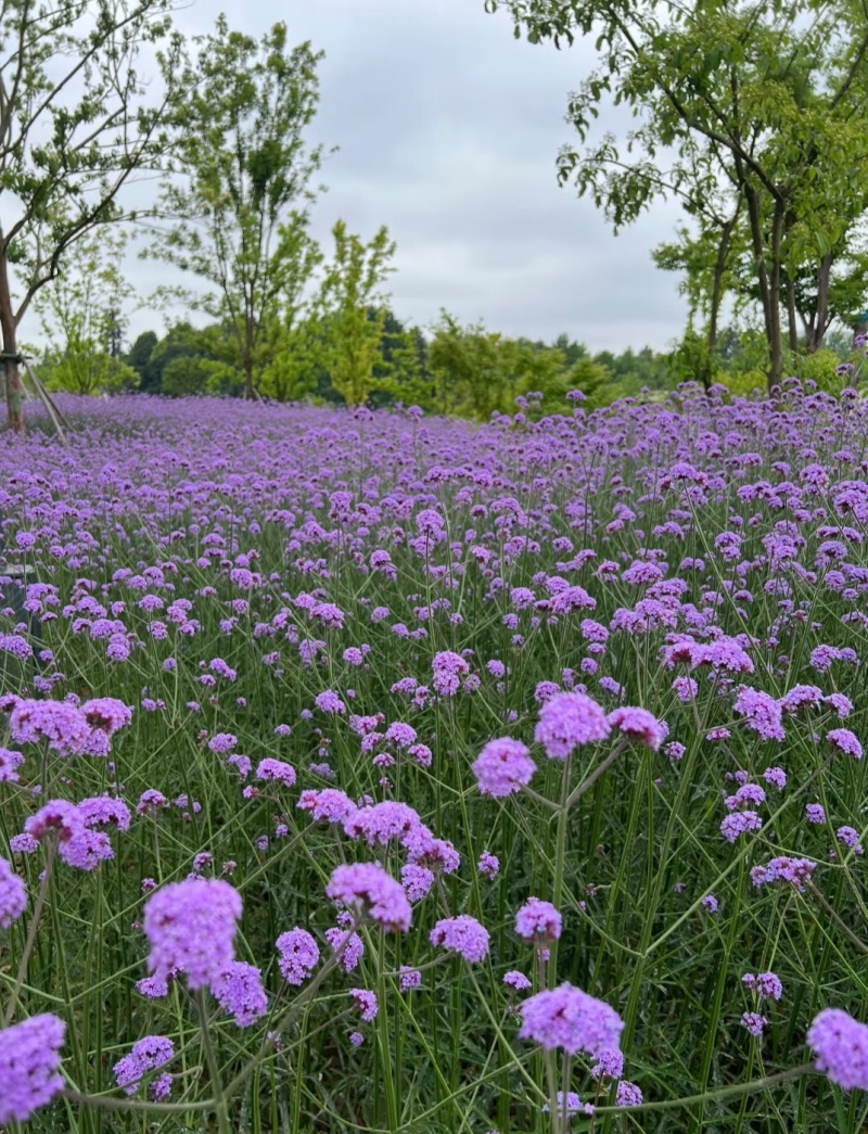 马鞭草