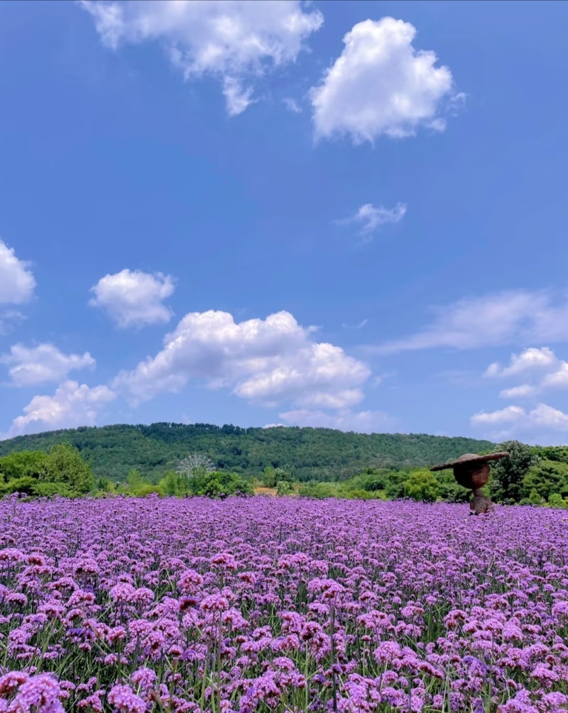 马鞭草