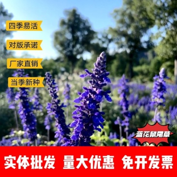 蓝花鼠尾草