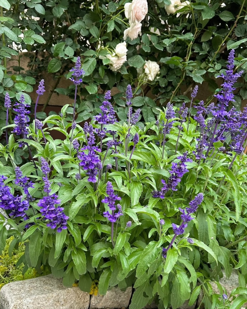 蓝花鼠尾草
