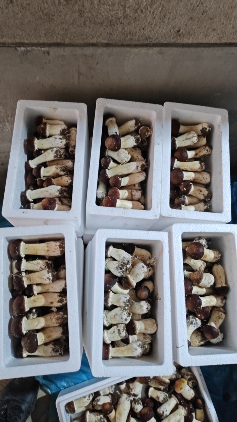 江西赤松茸新鲜上市，颗颗精品，味道香浓鲜美，产地直发欢迎咨询