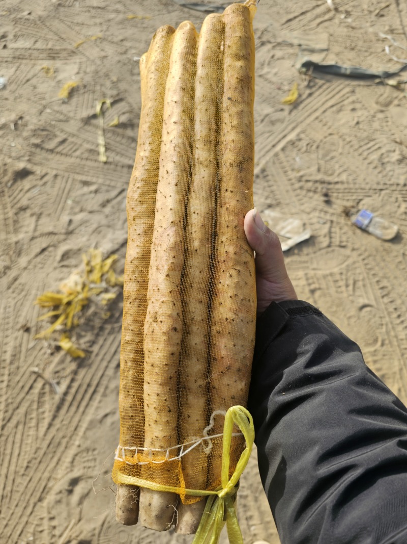衡水小白嘴山药产地一手货源香甜可口可对接各大商超