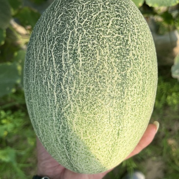 新鲜哈密瓜，甘甜多汁，天然无公害，夏日消暑**，尽享美味！