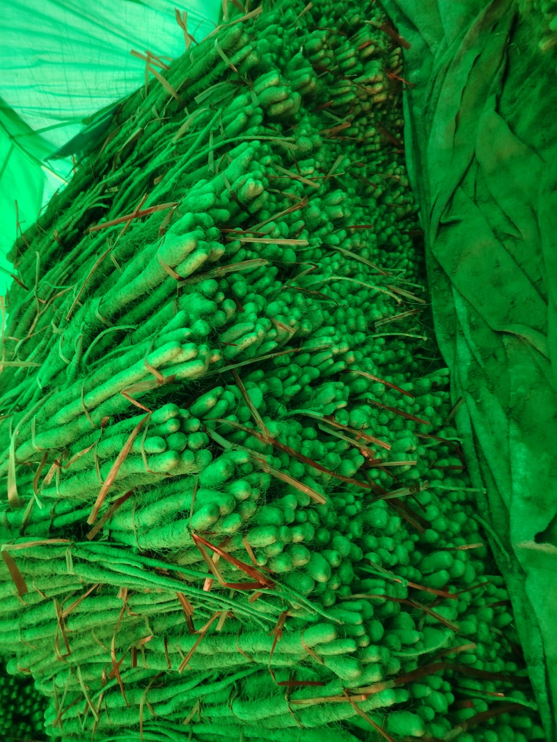 打捆好二货主流粗度2.8主流长度4567