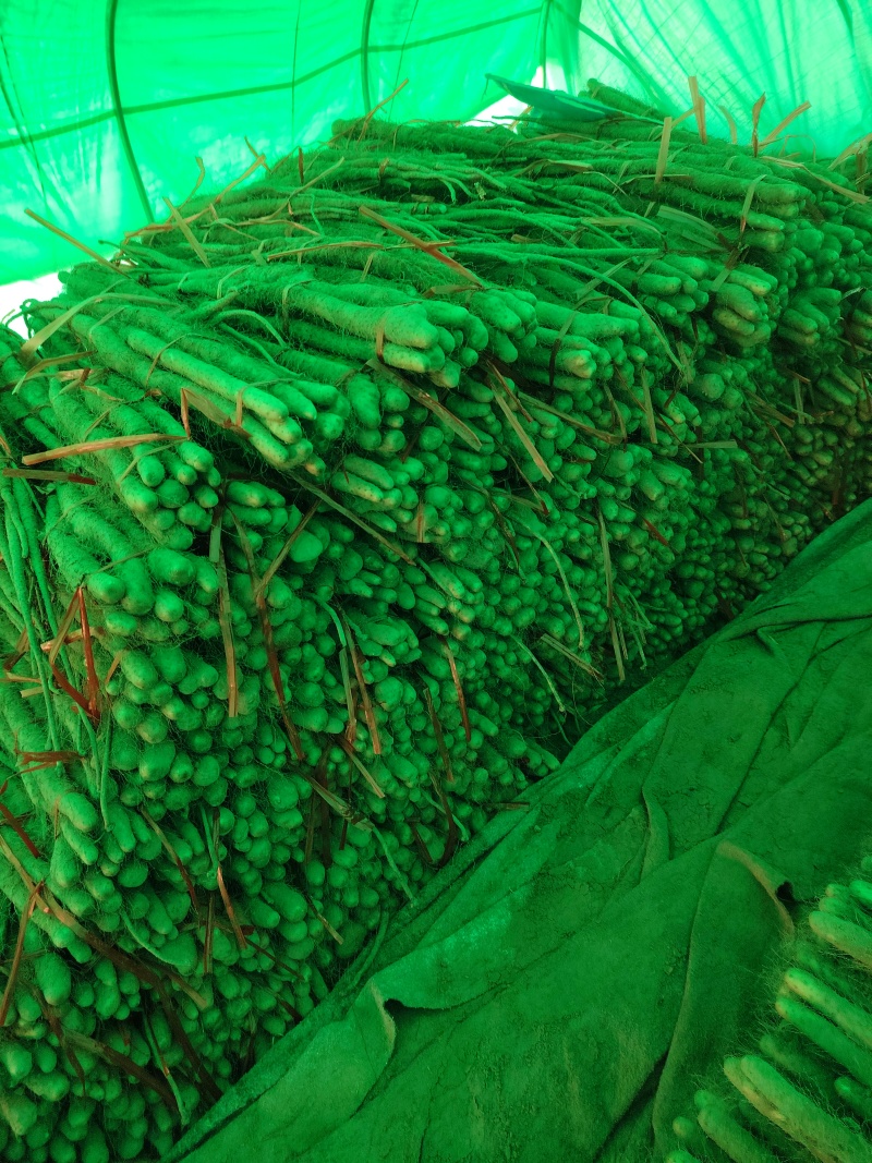 打捆好二货主流粗度2.8主流长度4567