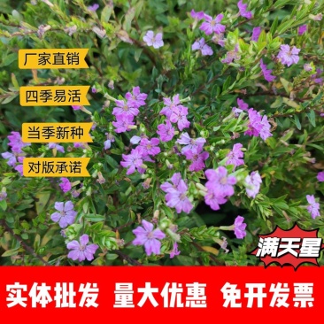 满天星厂家货源批发价格全国发货价格便宜欢迎下单咨询