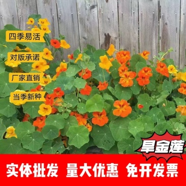 旱金莲厂家货源批发价格全国发货价格便宜欢迎下单咨询