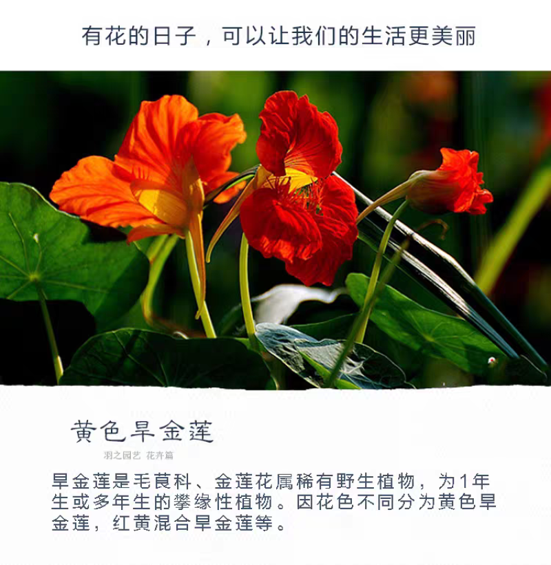 旱金莲厂家货源批发价格全国发货价格便宜欢迎下单咨询