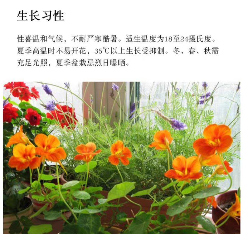 旱金莲厂家货源批发价格全国发货价格便宜欢迎下单咨询