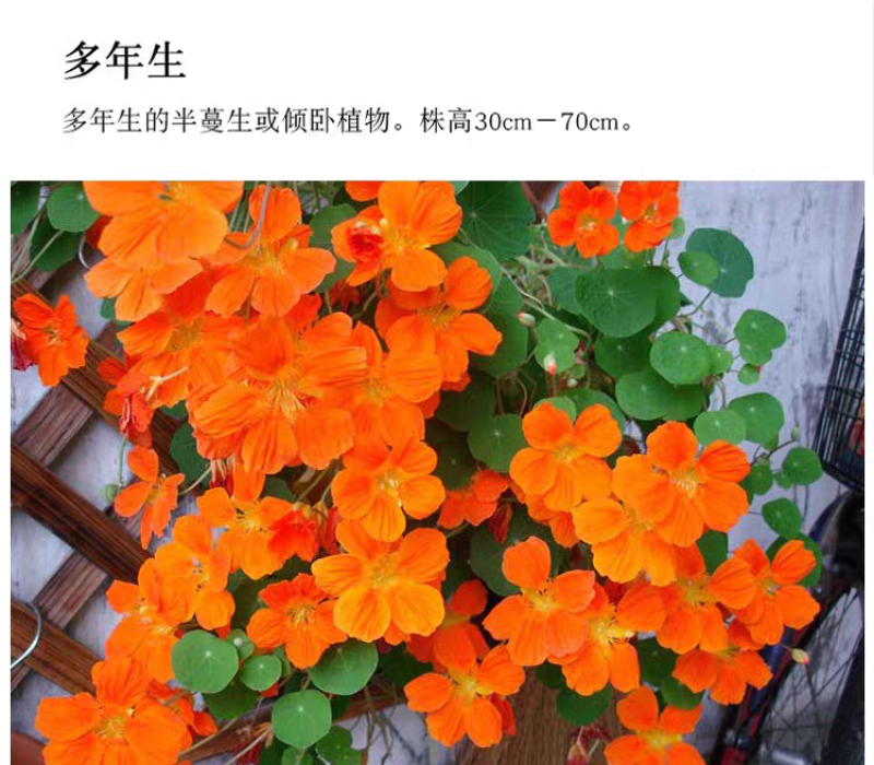 旱金莲厂家货源批发价格全国发货价格便宜欢迎下单咨询