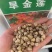 旱金莲厂家货源批发价格全国发货价格便宜欢迎下单咨询